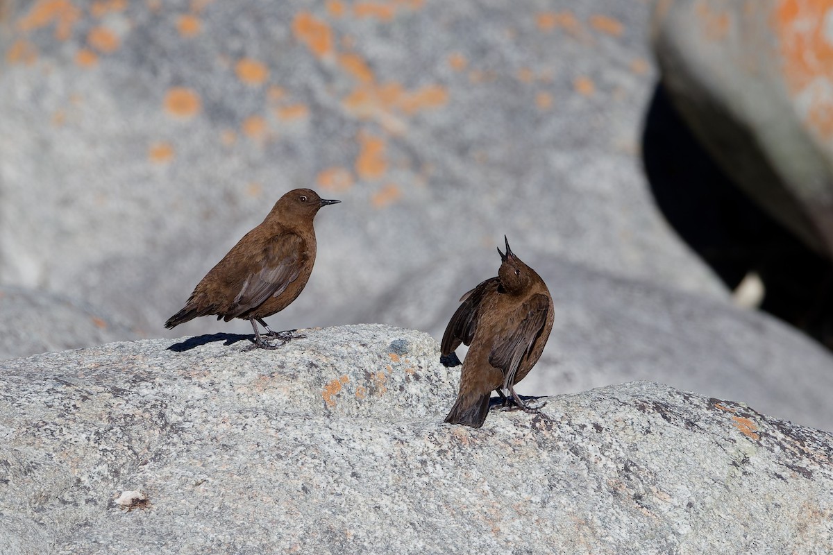 Brown Dipper - ML645318355