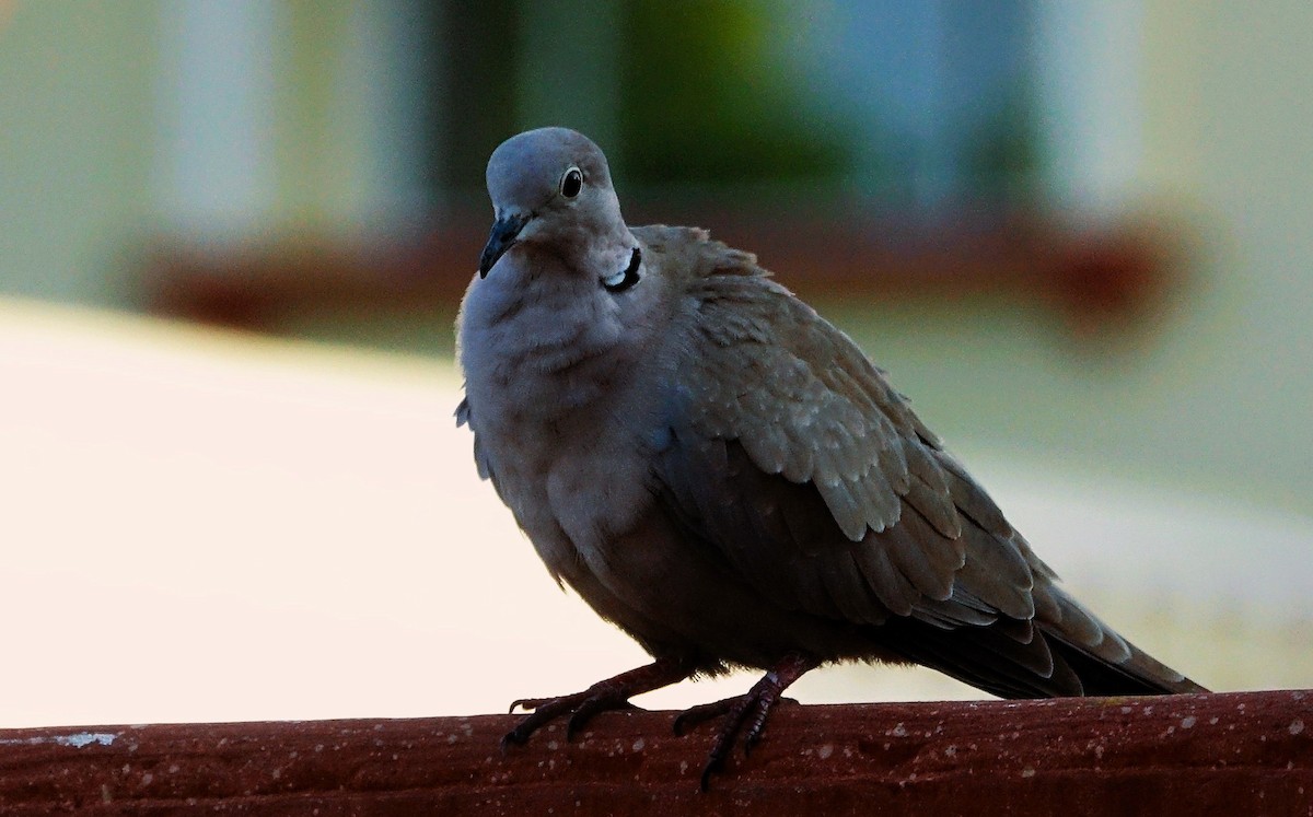 Eurasian Collared-Dove - ML645318356
