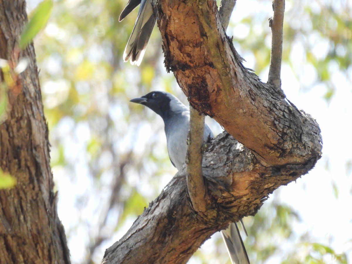 Black-faced Cuckooshrike - ML645318357