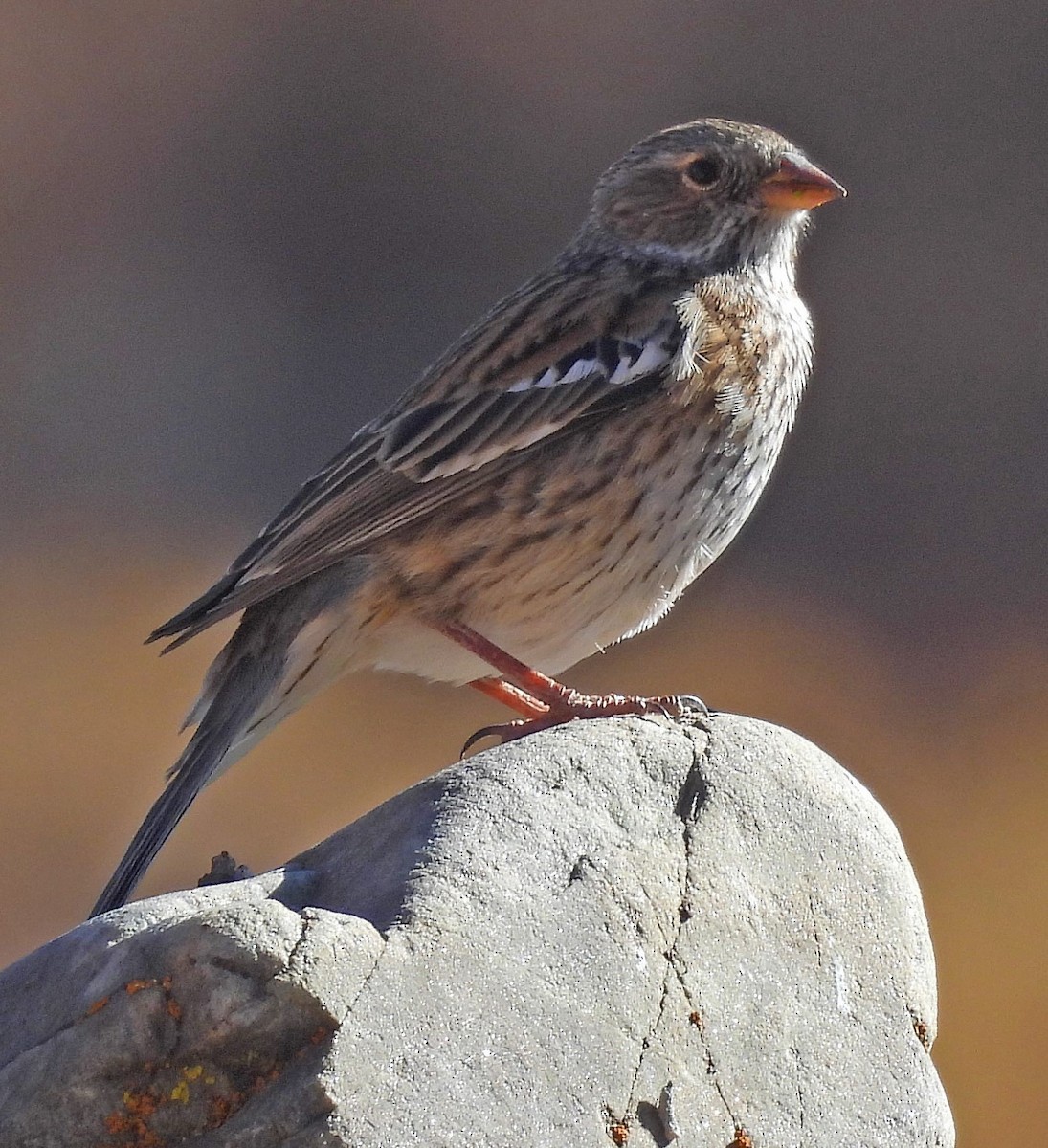 Mourning Sierra Finch - ML645318359