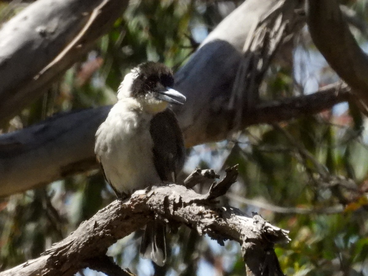 Gray Butcherbird - ML645318362