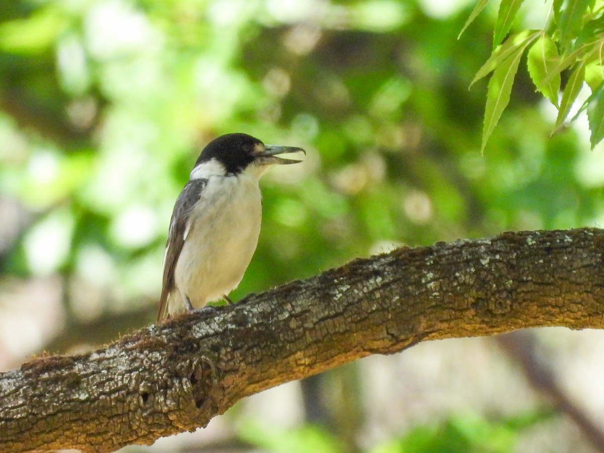 Gray Butcherbird - ML645318363