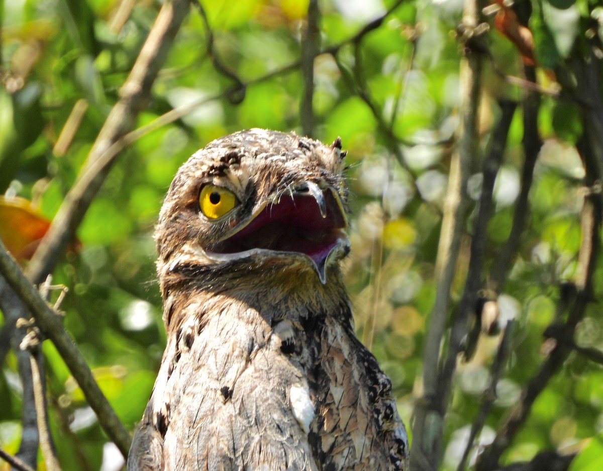Common Potoo - ML645318365