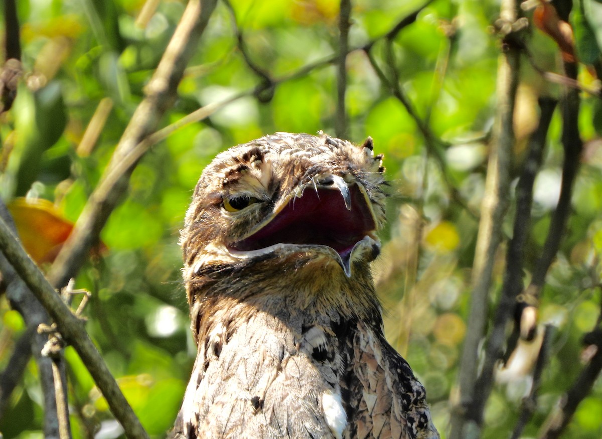 Common Potoo - ML645318366