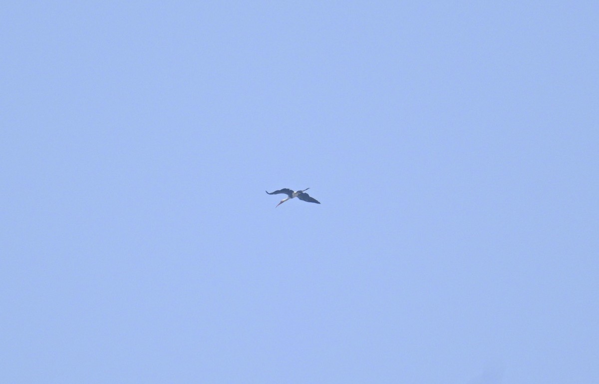 Painted Stork - ML645318367