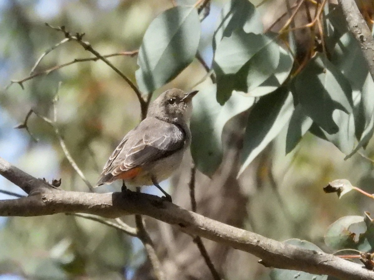 Mistletoebird - ML645318368