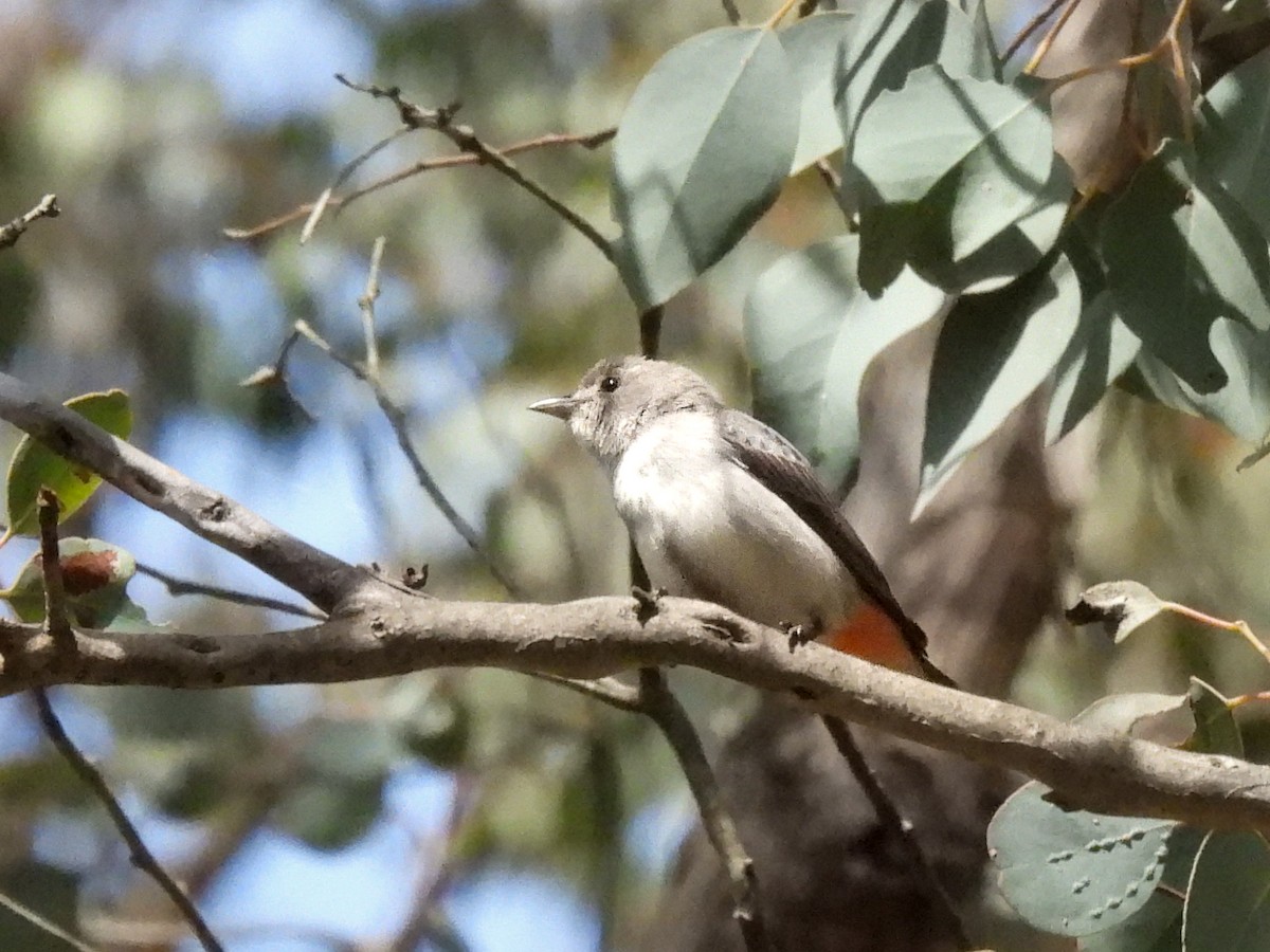 Mistletoebird - ML645318369