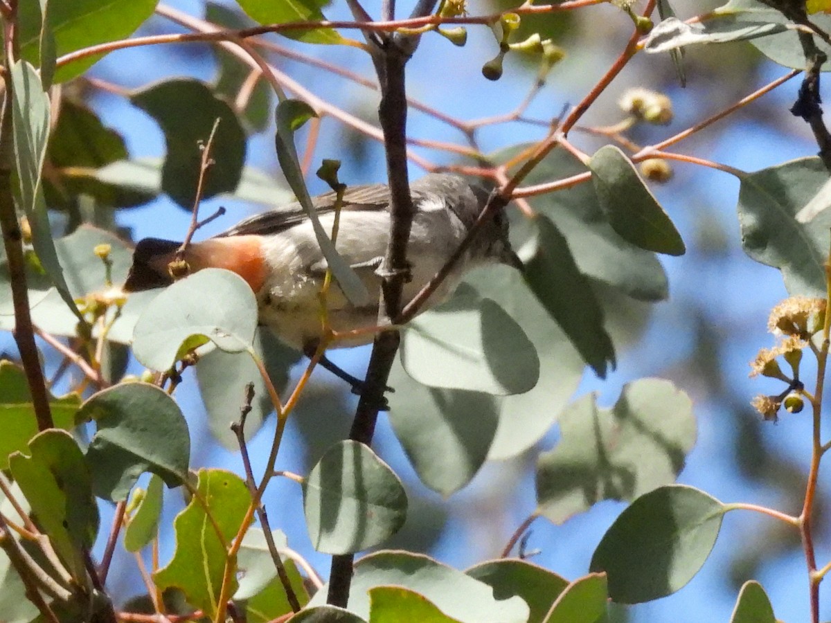 Mistletoebird - ML645318370