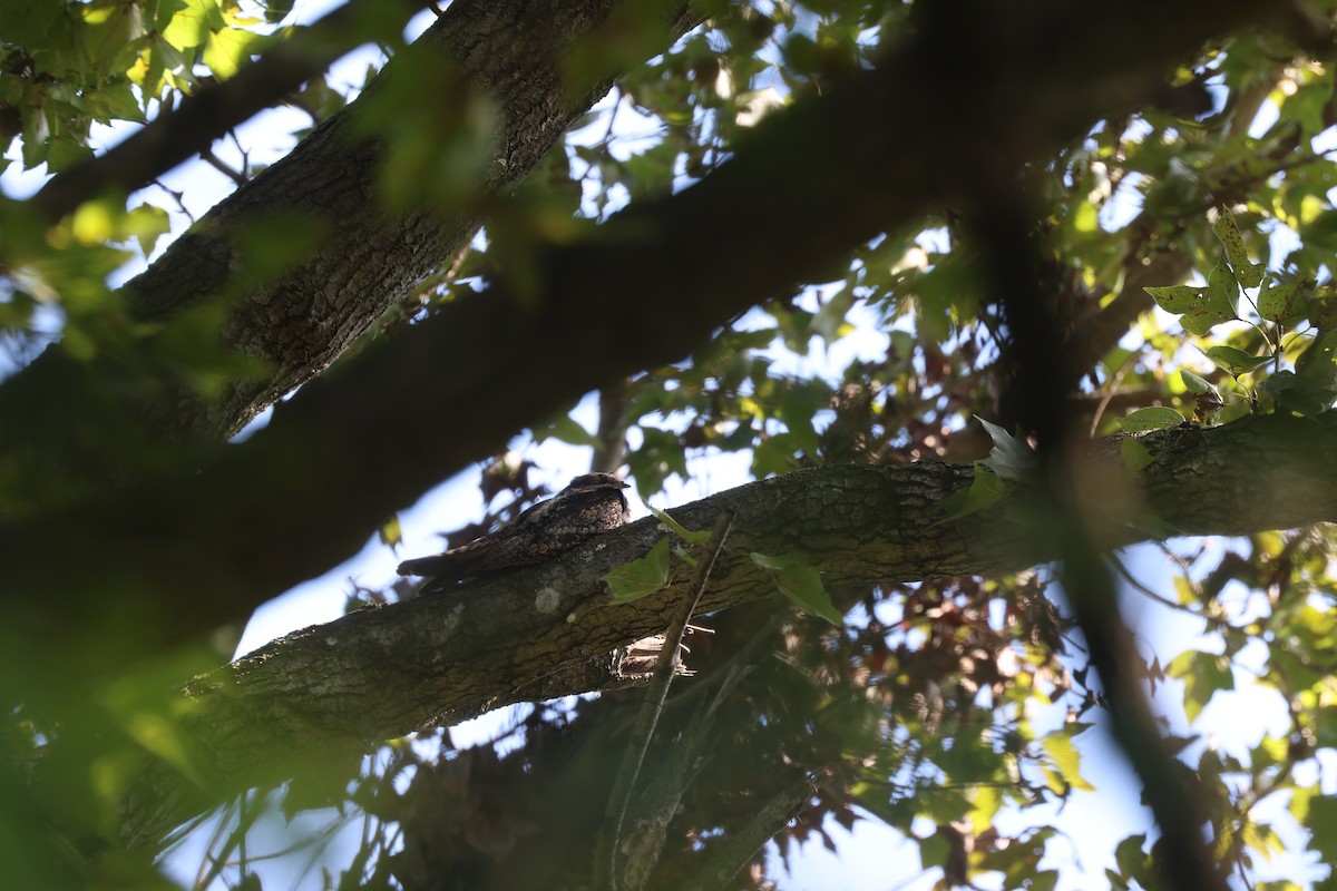 Gray Nightjar - ML645318371