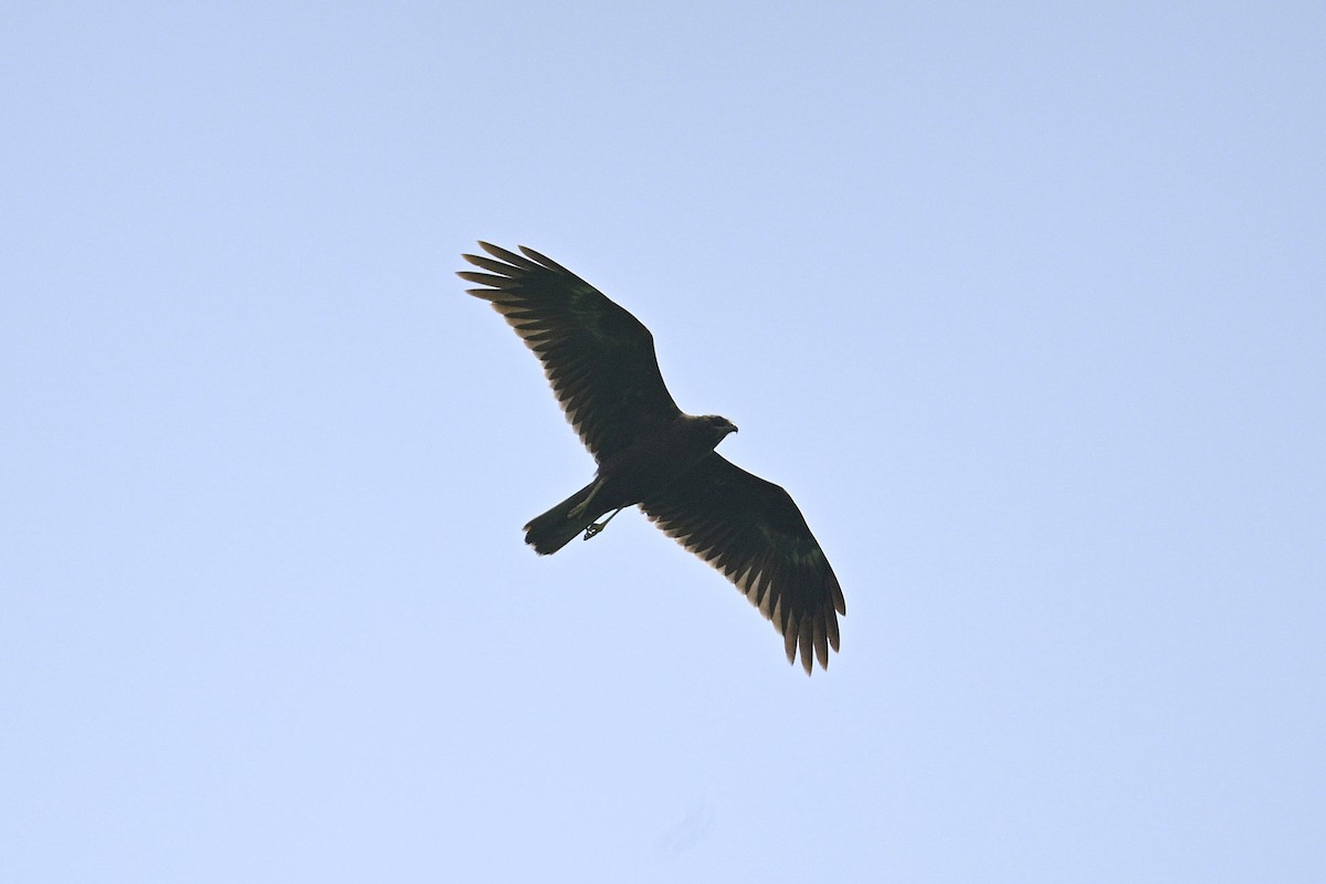 Western Marsh Harrier - ML645318374