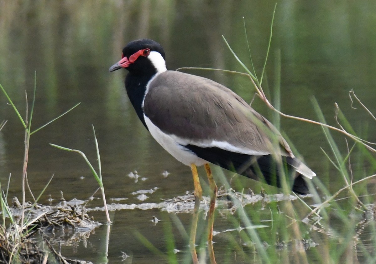 Red-wattled Lapwing - ML645318378