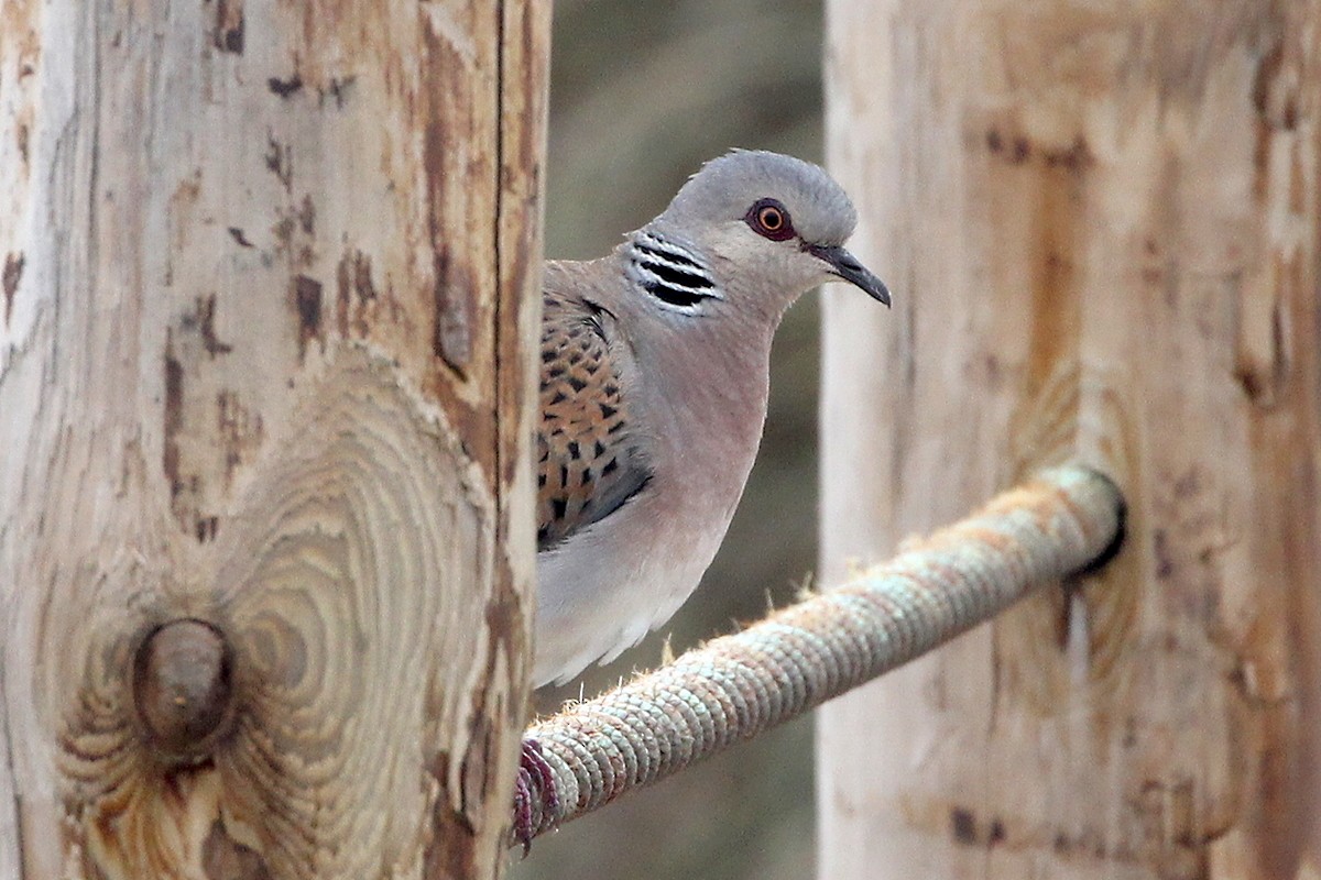 European Turtle-Dove - ML645318379