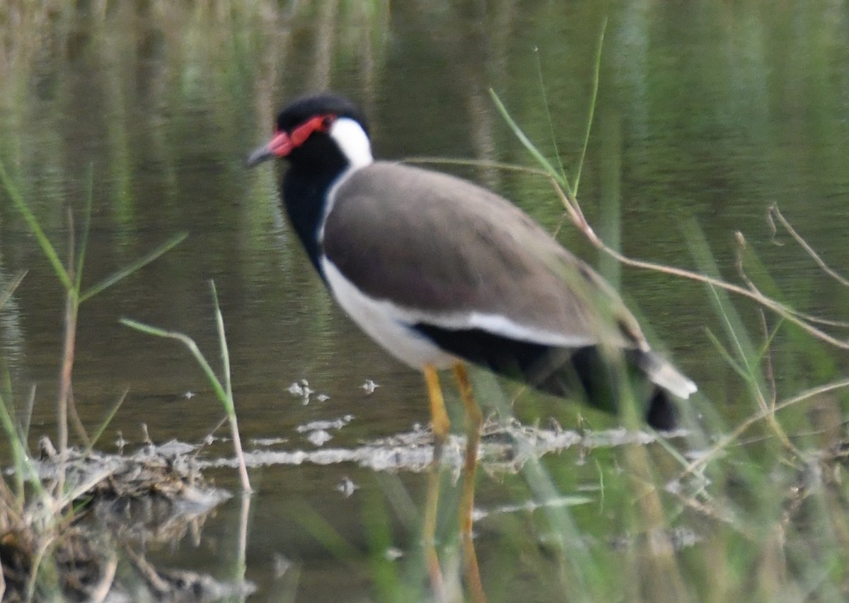 Red-wattled Lapwing - ML645318380