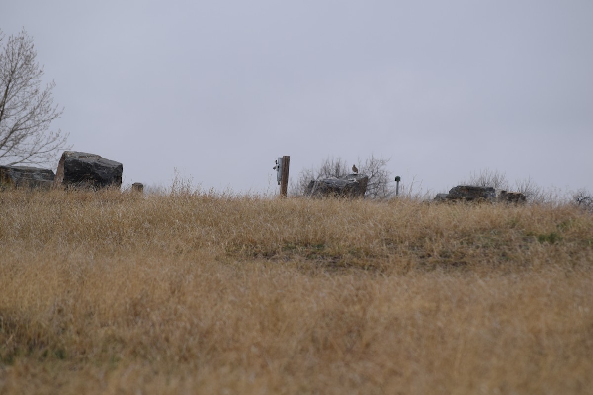 Sage Thrasher - ML645318382