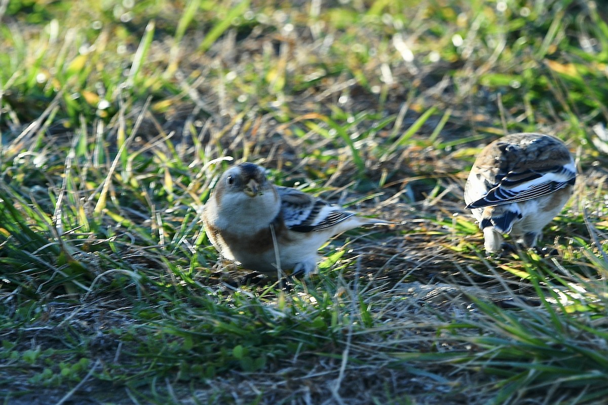 Snow Bunting - ML645318384