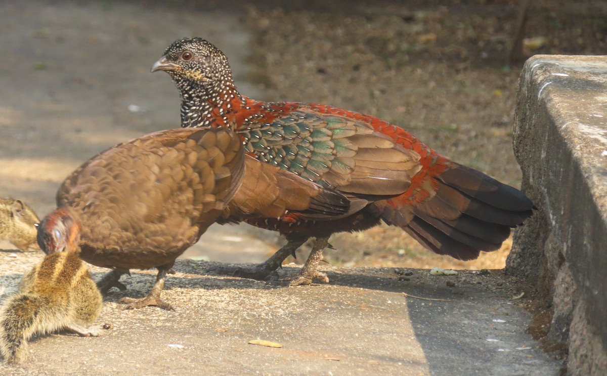 Painted Spurfowl - ML645318385