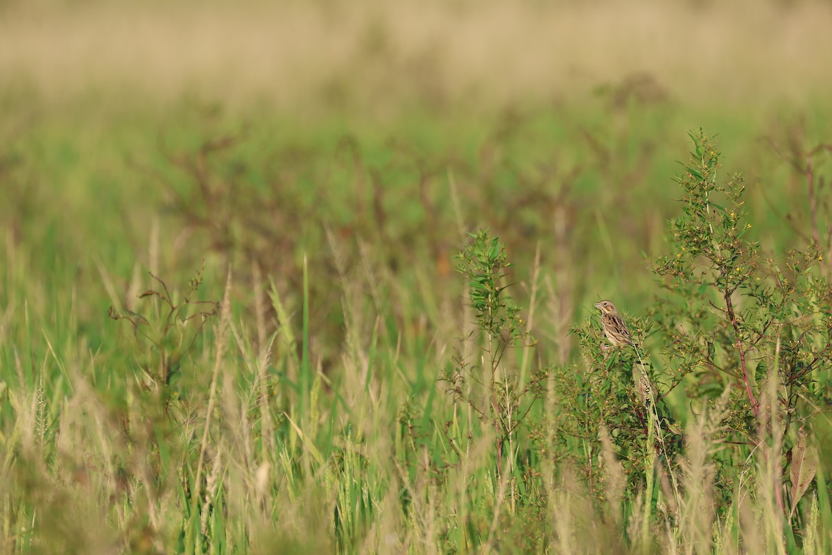 Chestnut-eared Bunting - ML645318386