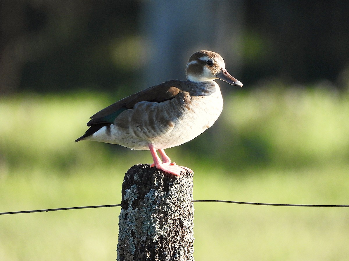 Ringed Teal - ML645318387