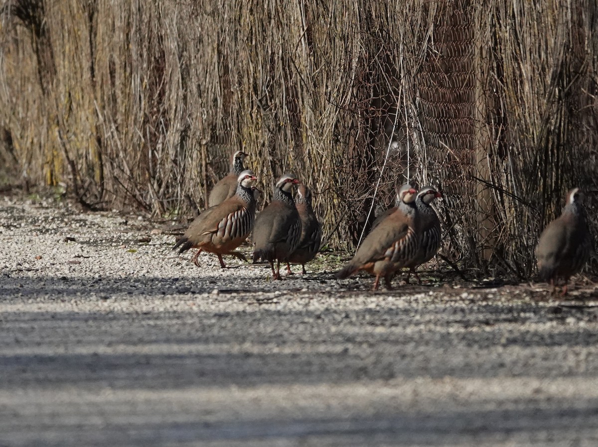 Red-legged Partridge - ML645318388
