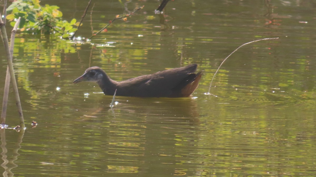 White-breasted Waterhen - ML645318389