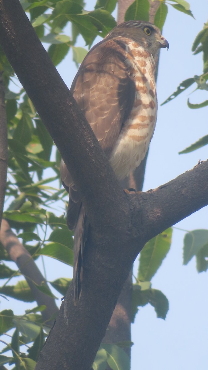 Shikra - ML645318391