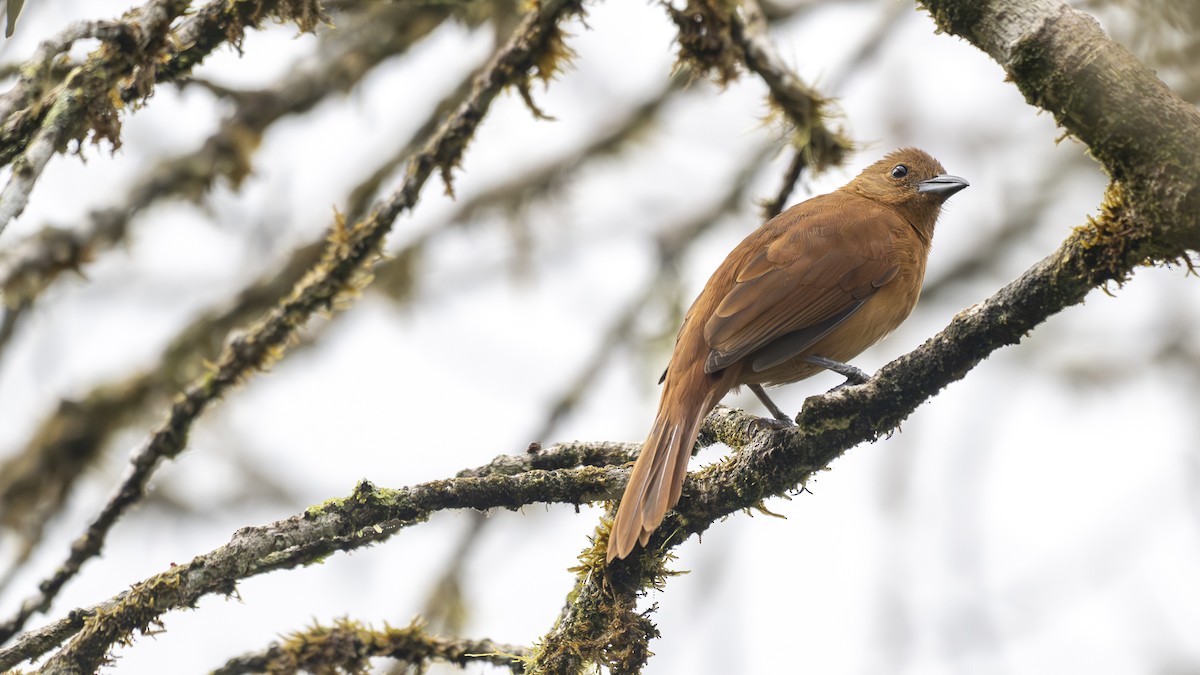 White-lined Tanager - ML645318392
