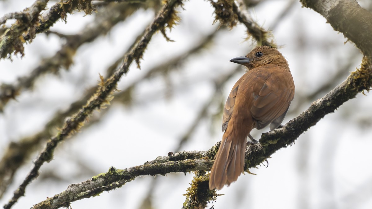 White-lined Tanager - ML645318394