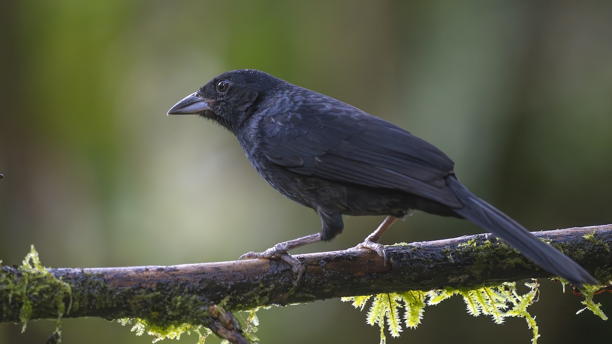 White-lined Tanager - ML645318395