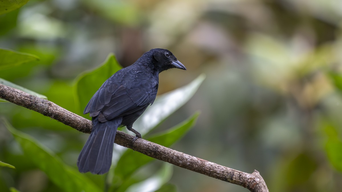 White-lined Tanager - ML645318396