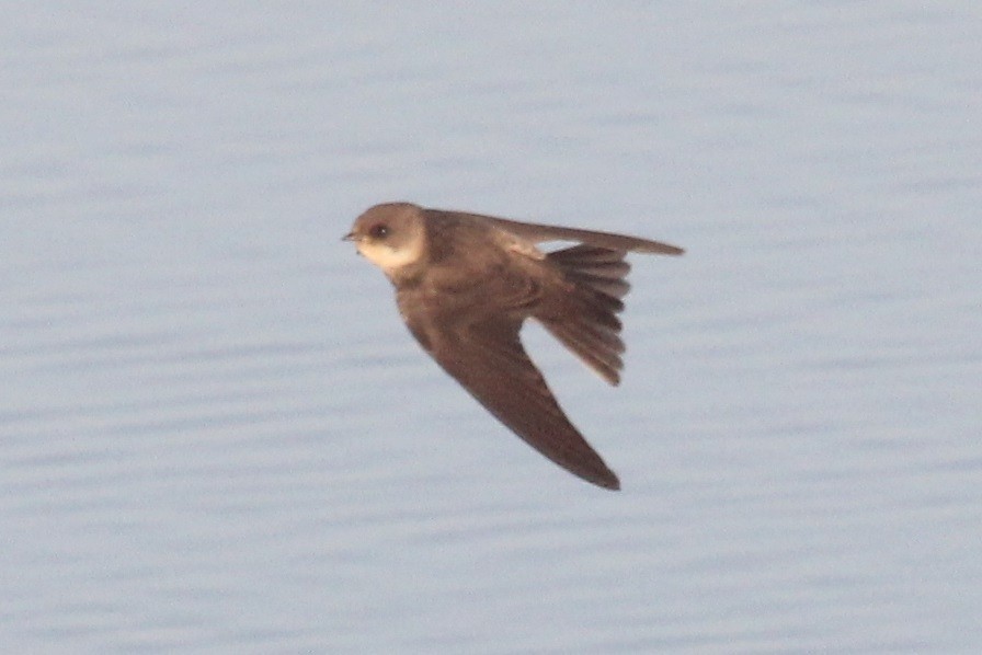 Bank Swallow - ML645318402
