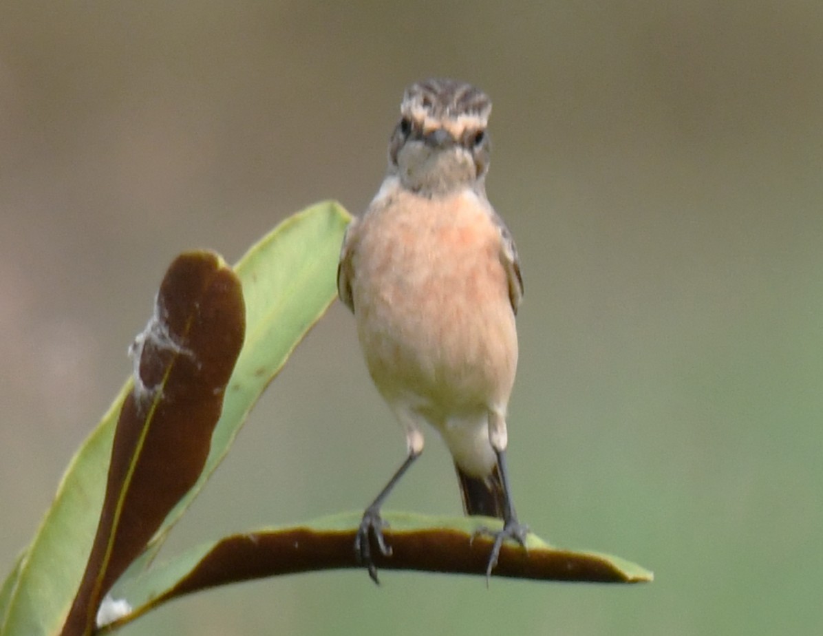 bramborníček sibiřský - ML645318420