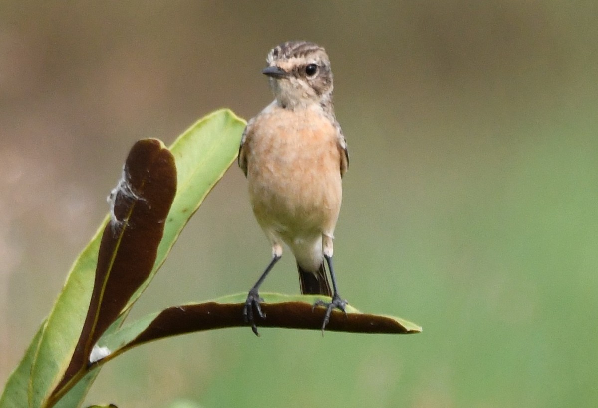 bramborníček sibiřský - ML645318430