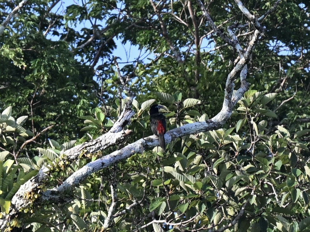 arassari hnědouchý - ML645318431