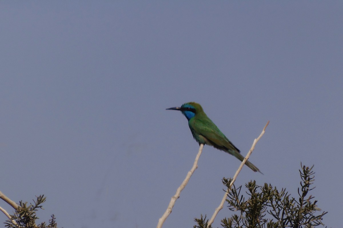 Erle-txori berde arabiarra - ML645318450