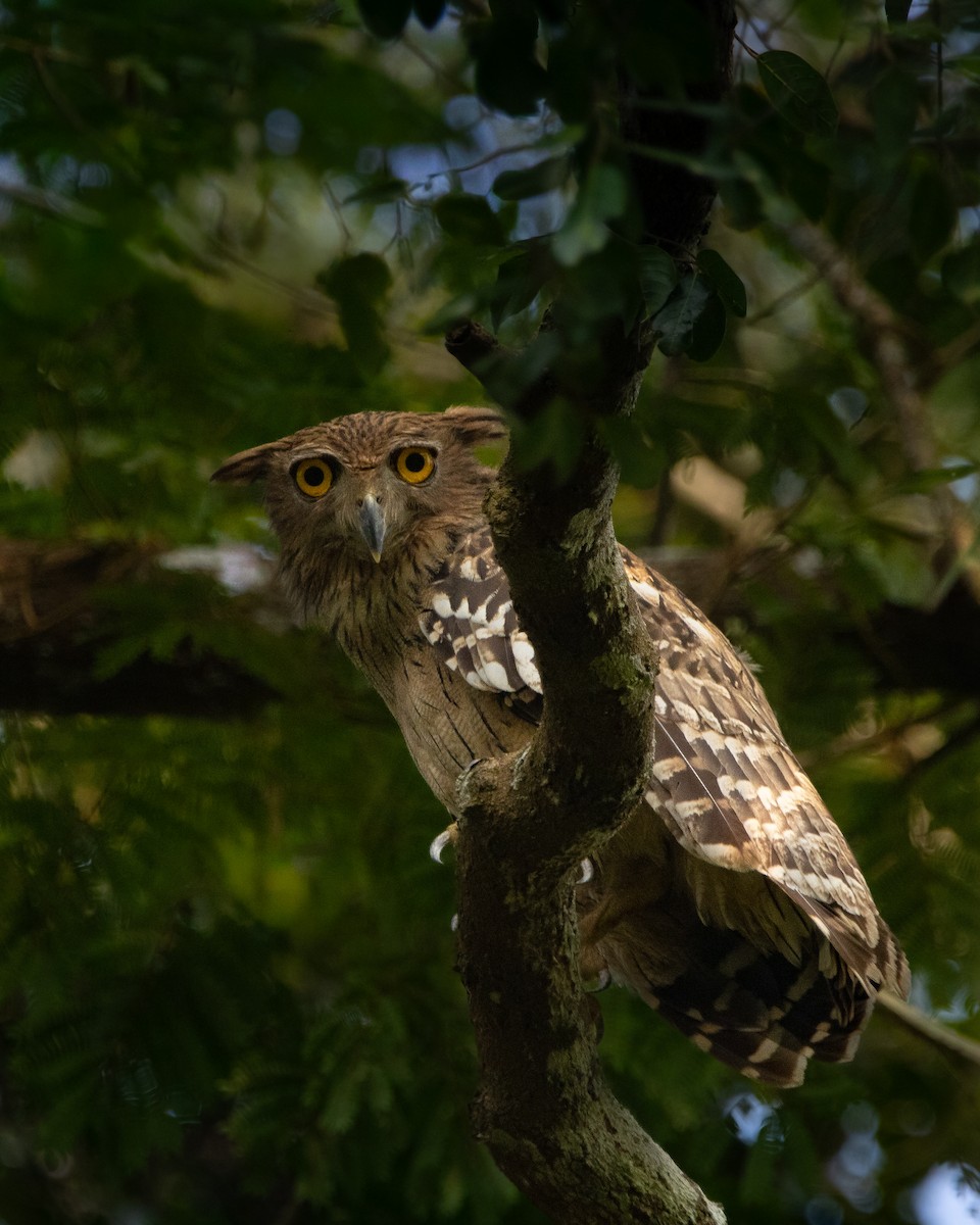 ミナミシマフクロウ - ML645318460