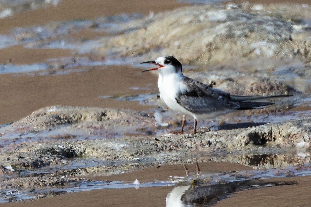 Common Tern - ML645318485