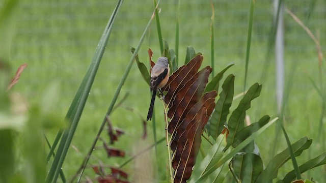 Сорокопуд довгохвостий - ML645318491