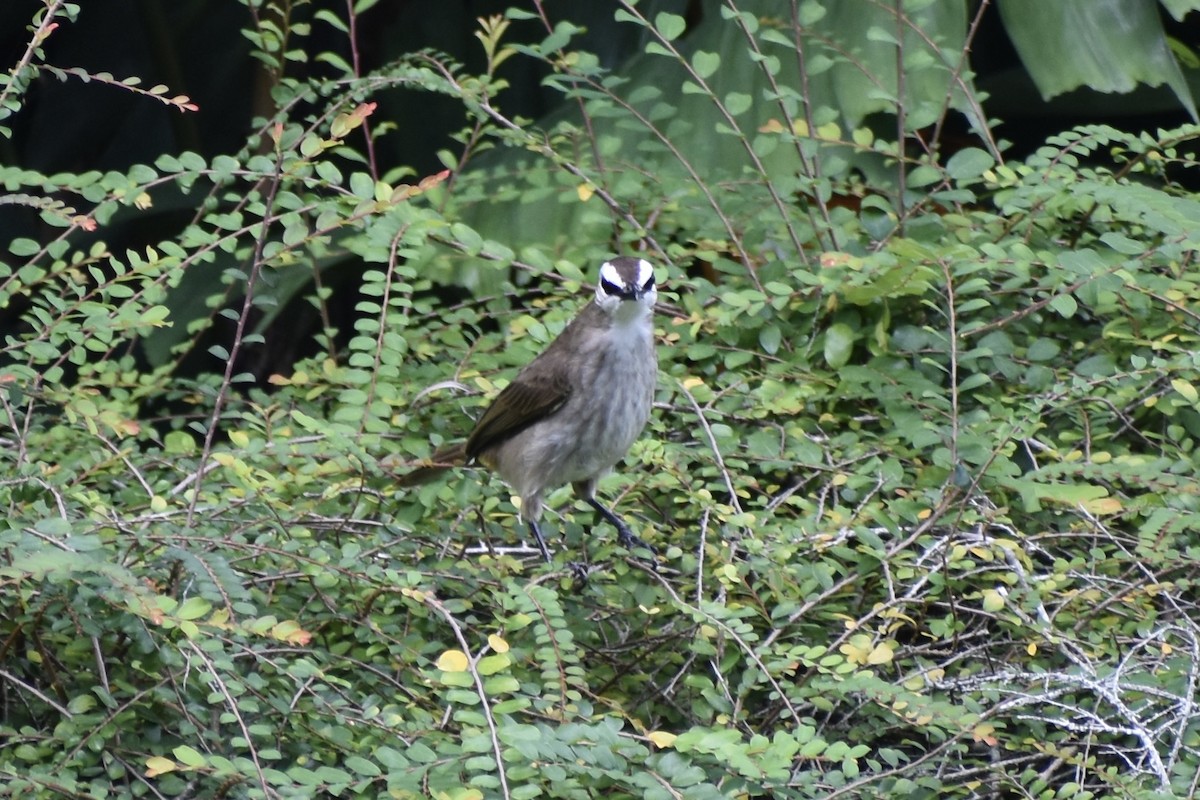 Yellow-vented Bulbul - ML645318503