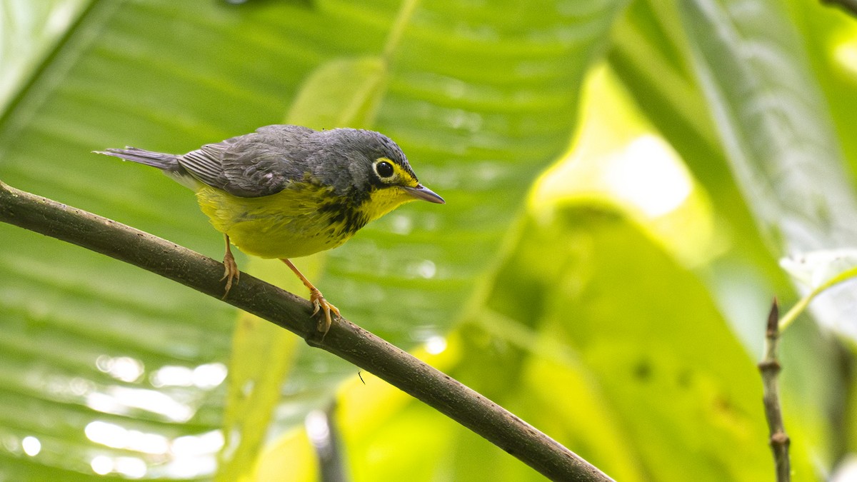 Reinita Canadiense - ML645318514