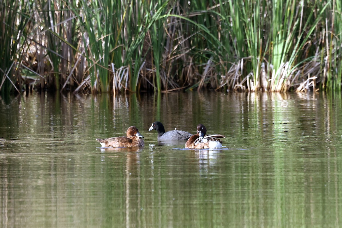 Hardhead - ML645318529