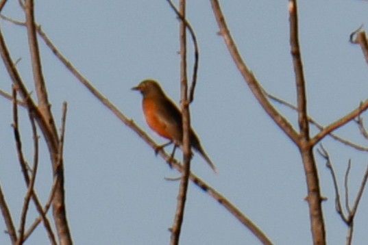 コマツグミ - ML645318532