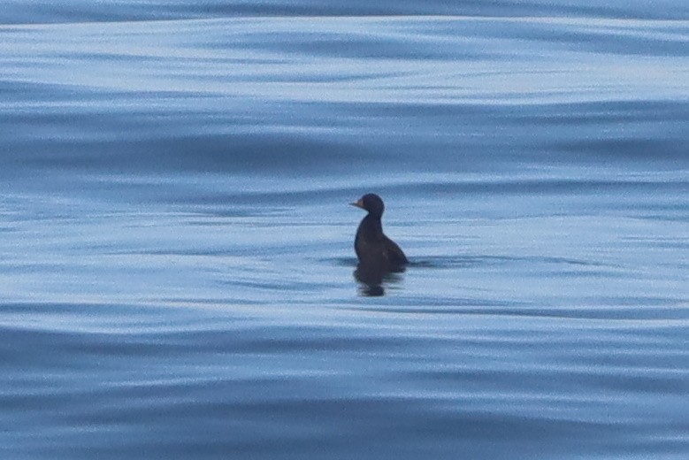 Common Scoter - ML645318544