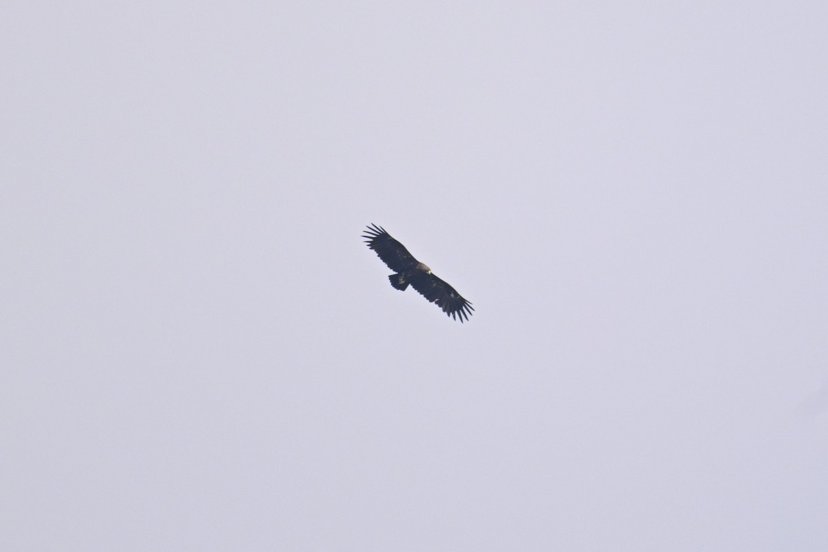 Greater Spotted Eagle - ML645318552