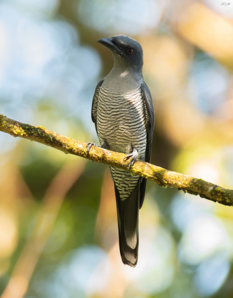 Andaman Cuckooshrike - ML645318573