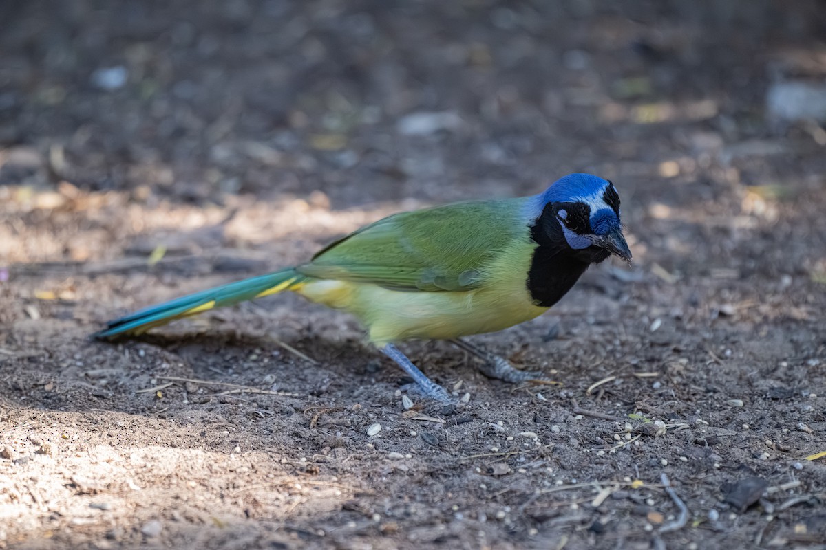 sojka zelenavá [skupina luxuosus] - ML645318592