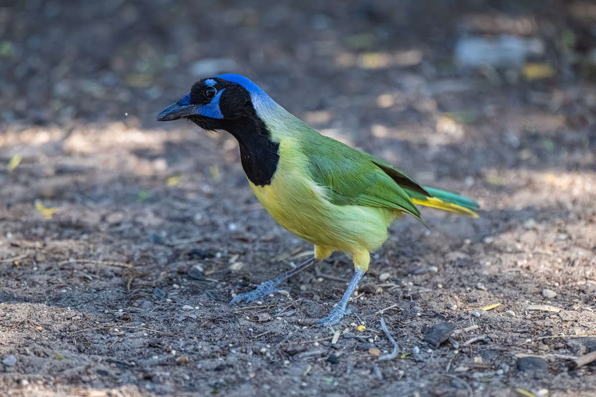 sojka zelenavá [skupina luxuosus] - ML645318593