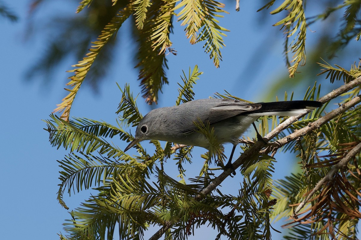 Голубая комароловка - ML645318594