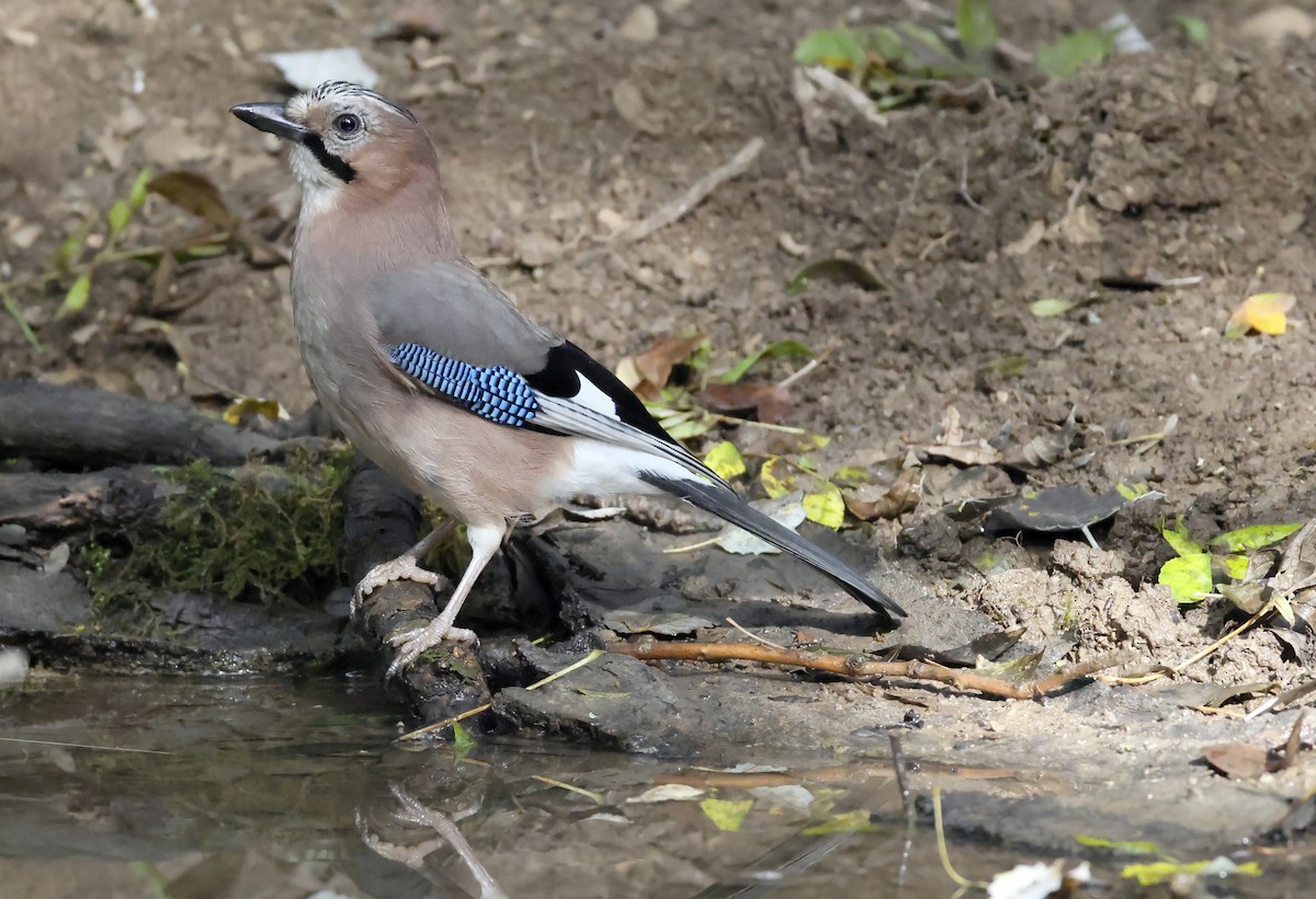 Eurasian Jay - ML645318597