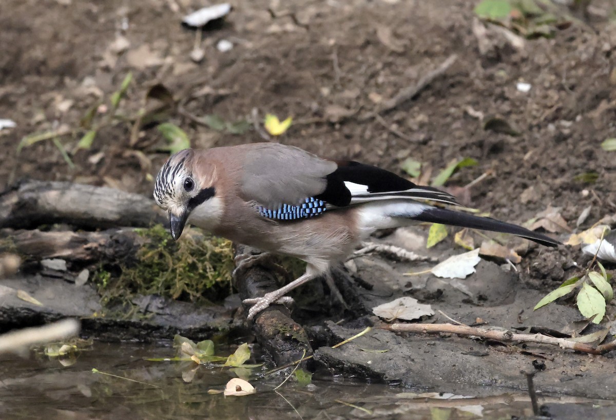 Eurasian Jay - ML645318603