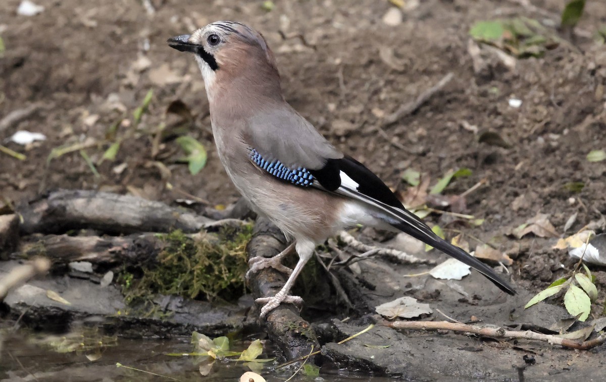 Eurasian Jay - ML645318610
